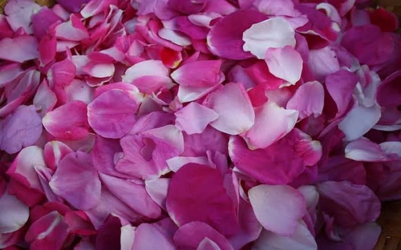 خرید گل محمدی